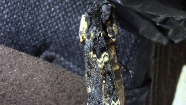 Вивівся з Лялечки Метелик Мертва Голова, Acherontia atropos, Sphingidae. Київ, Україна. Бражник!
