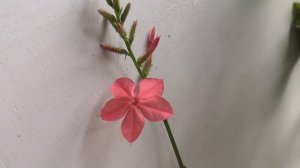 Свинчатка красная!