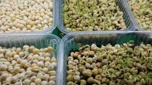 Горошек зелёный на гидропонике.