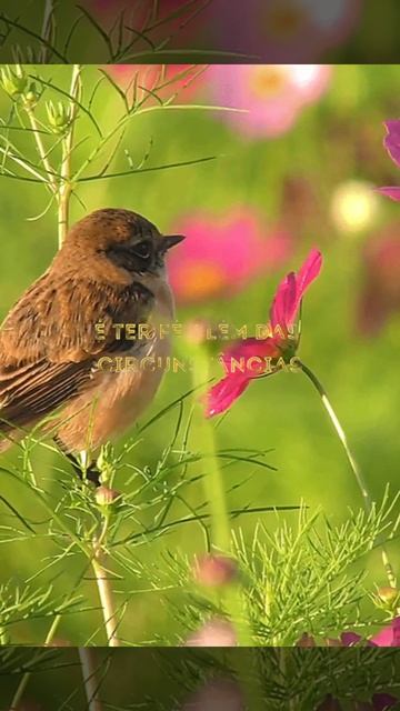 Mensagem: bom dia смотреть онлайн