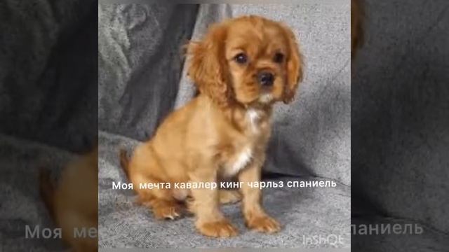 Моя мечта смотреть онлайн