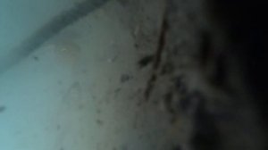 Реакция рыбы на хлеб с чесноком|Fish reaction to garlic bread