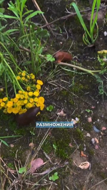 Слизни на участке откуда берутся и как с ними бороться? смотреть онлайн