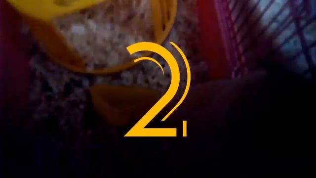 VLOG 🍩 Пончик кушает.Факты о Зефирке смотреть онлайн