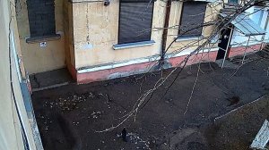 ворона охотится на голубя