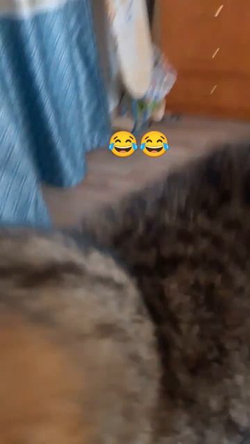 как реагирует Моя кошка смотреть онлайн