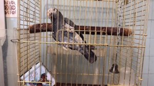 Попугай Рико