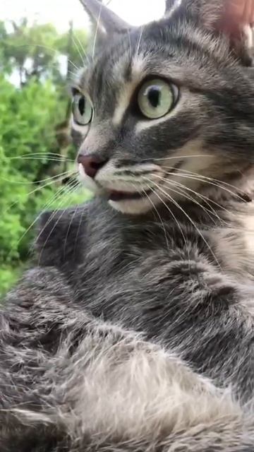 🐾 Мудрость дня от кота Дейла 📕 Пытаясь угодить людям, мы теряем сами себя…
