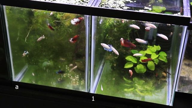 How do MULTIPLE Male and Female Bettas Behave in the Same Tank? смотреть онлайн