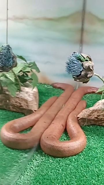 Песчаный удав смотреть онлайн