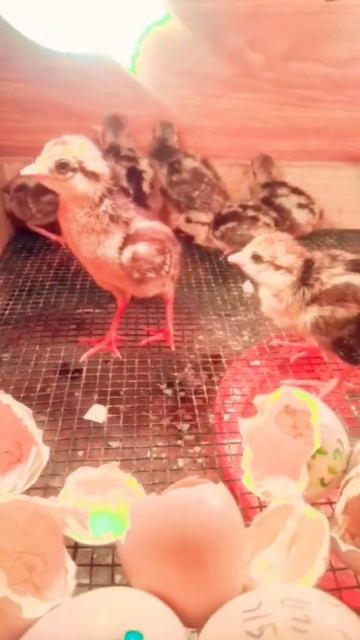 silver pheasant chiks #channel #subscribe смотреть онлайн