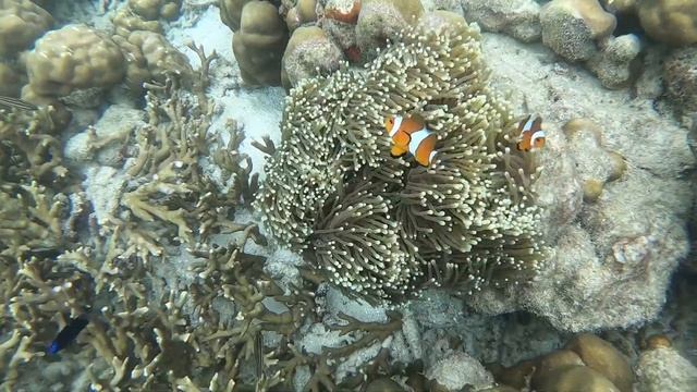 iDYLLIC CONCEPT RESORT Koh Lipe смотреть онлайн