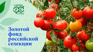ТОМАТНАЯ КЛАССИКА