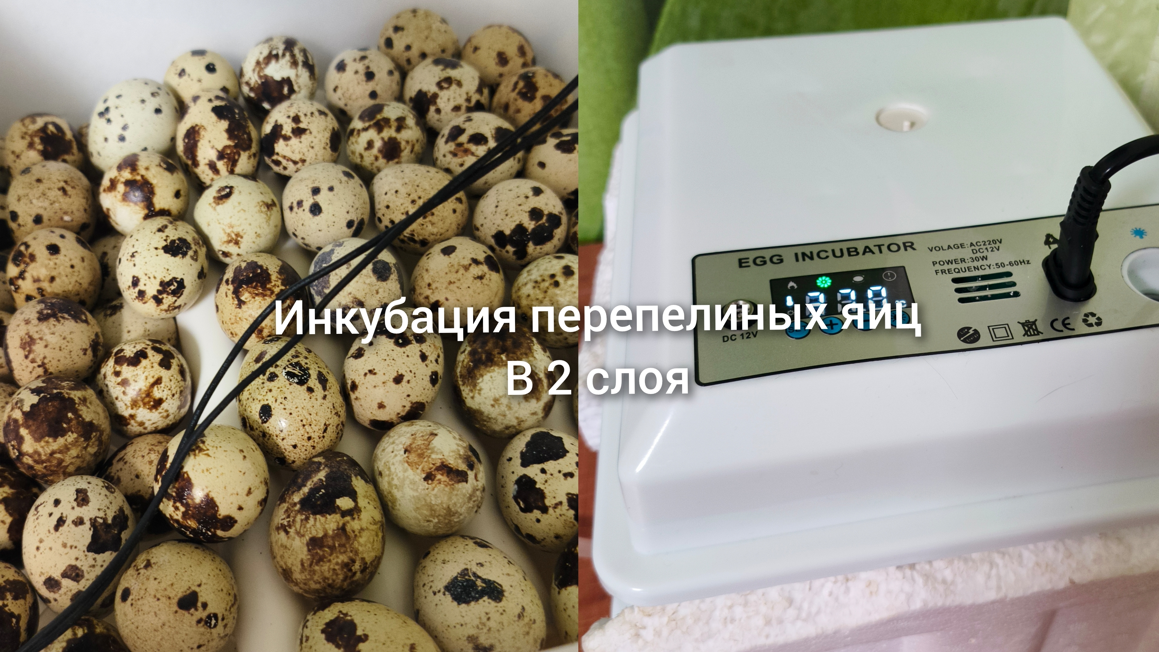 Перепелки инкубация перепелиных яиц