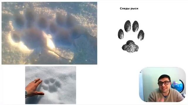 21 Как читать следы животных на снегу