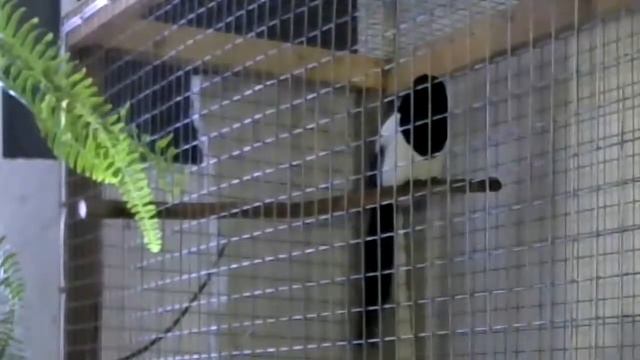 Сорока которая поёт. Новогоднее поздравление! смотреть онлайн