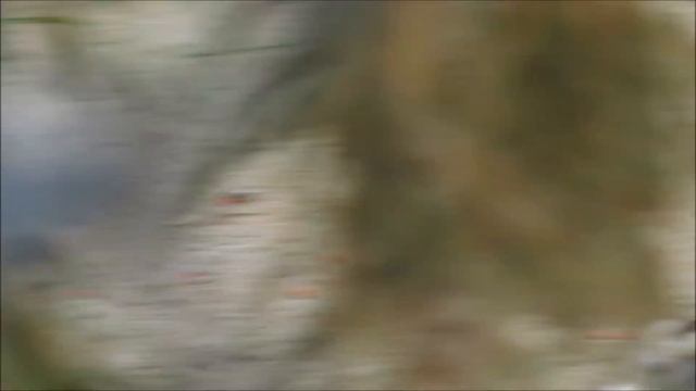 Интересная птичка кукабарра кушает и купается 31.07.2020 смотреть онлайн