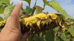 Гибрид подсолнечника компании Завагро Куба