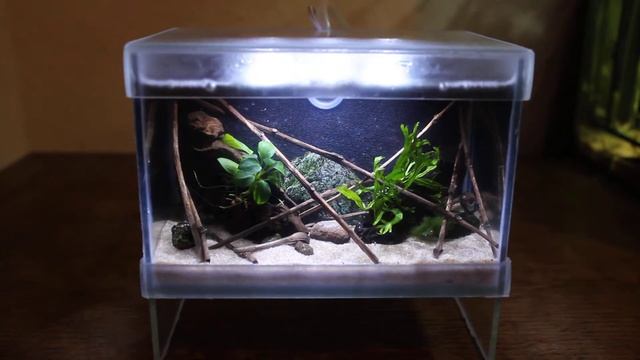 Glass Mini Aquarium смотреть онлайн