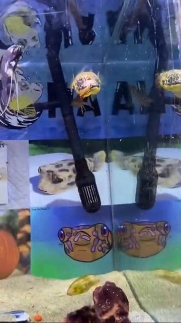 puffer fish eating food | Live Feeding #short 35 #pufferfish смотреть онлайн