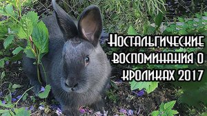Фотогалерея кроликов 2017. Сравните предпочтения заводчиков сейчас и 10 лет назад.