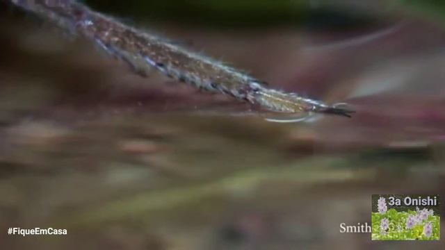 A interessante aranha - aquática, a aranha caçadora de peixes- São Thomé das Letras- MG смотреть онлайн