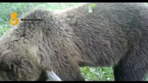 Медведь в фотоловушке. Республика Башкортостан