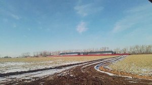 сбор фуражного картофеля