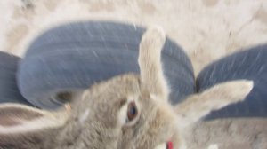 Поймал зайчика руками