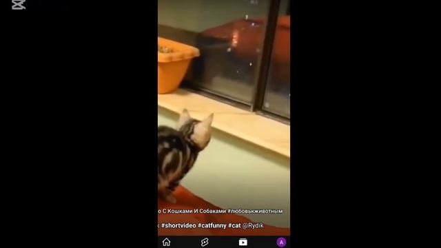 смешные коты