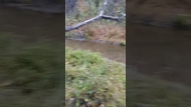 Работа бобров смотреть онлайн