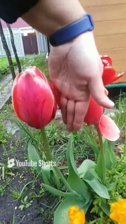 Гигантский тюльпан