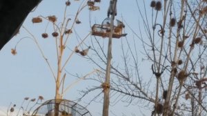 Седоголовый щегол. Ловля на клетку.