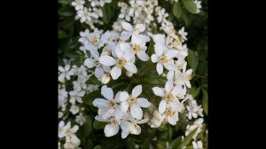 Scarlatti Three Sonatas / Скарлатти Три сонаты