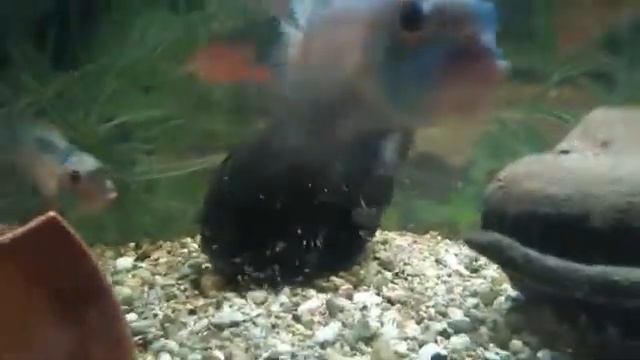 Видеоролик с музыкой. смотреть онлайн