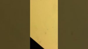 шин Годзилла эволюция (1 часть)