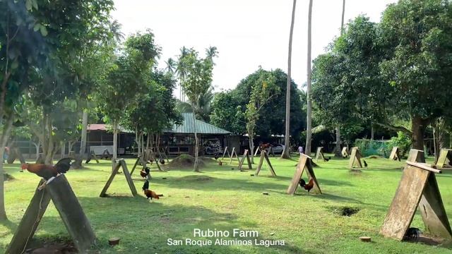 Rubino “Pael” Farm смотреть онлайн