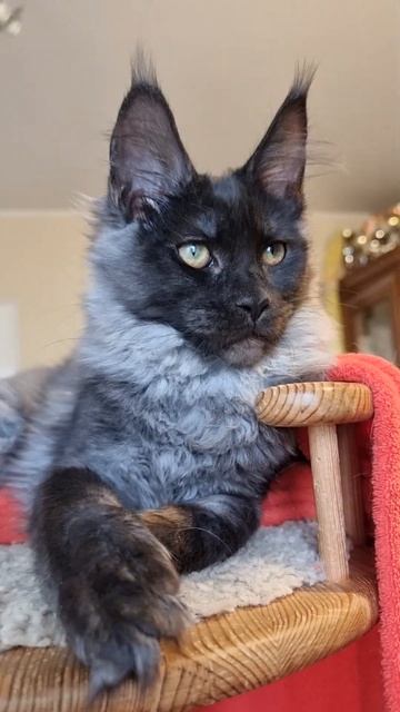кошка мейн кун из питомника Страна Гулливеров, gulliver-coon.ru
