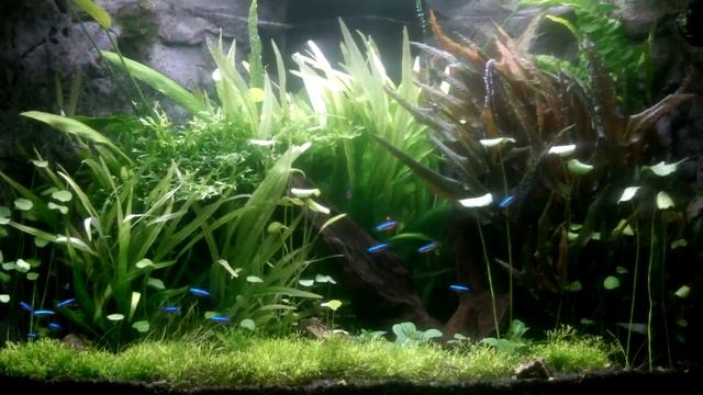pearling planted Trigon смотреть онлайн