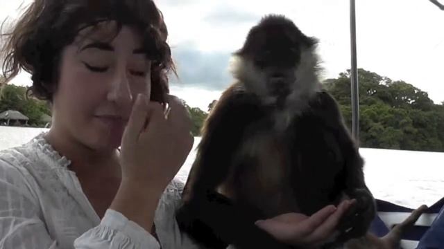 Spider Monkey.mov смотреть онлайн