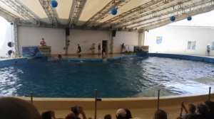 Дельфинарий Немо (Анапа) часть 2