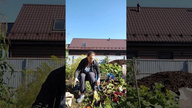 Влог. Уборка СУПЕР урожая Свёклы. Жизнь на Урале. 9 сентября 2023 г. смотреть онлайн