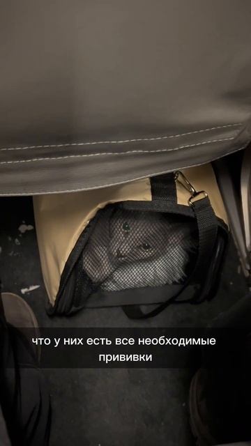 Переезд с котами + перелёт #коты #cat #шотландскийкот #котики #кошки #переезд #перелет