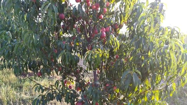 Плодоношення нектарини сорту Флейвон.