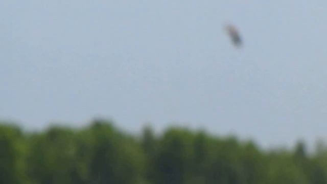 Чибисы смотреть онлайн