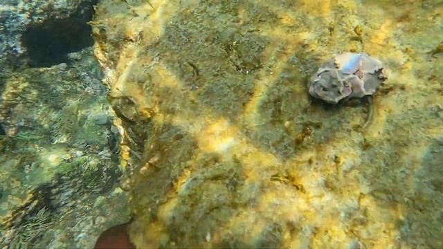 Clibanarius erythropus (Latreille, 1818) смотреть онлайн