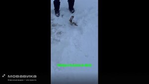 Первый опыт ловли на жерлицы!