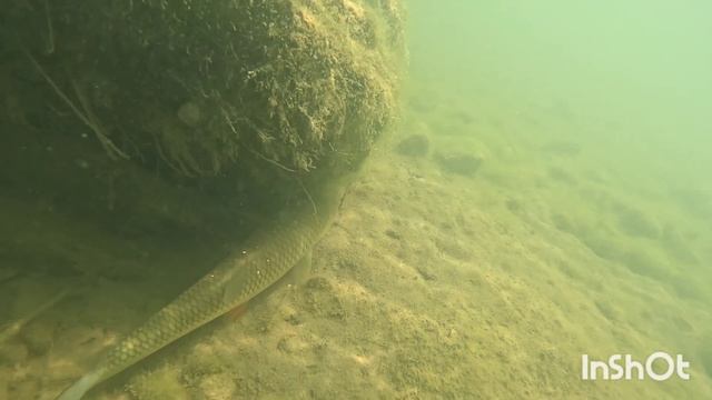 Крупный голавль реки Пшиш. смотреть онлайн