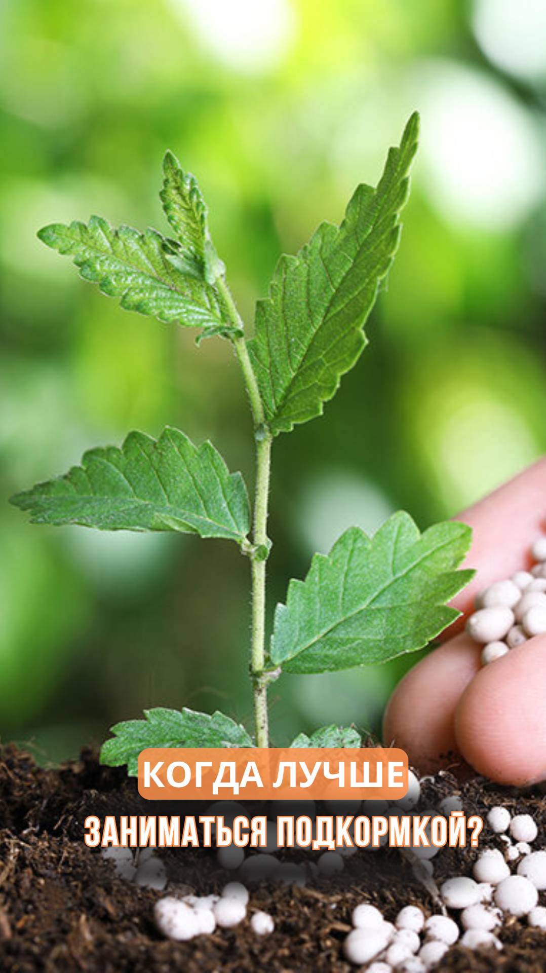 Когда лучше заниматься подкормкой? смотреть онлайн