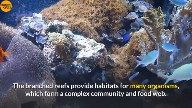 "Marine Ecosystems" смотреть онлайн